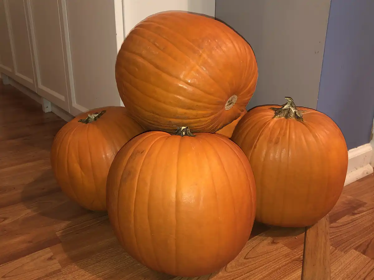 Choose a pumpkin